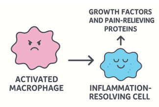 Activated Macrophage Resolving Cell