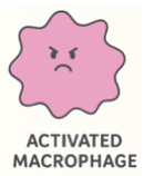 Activated Macrophage